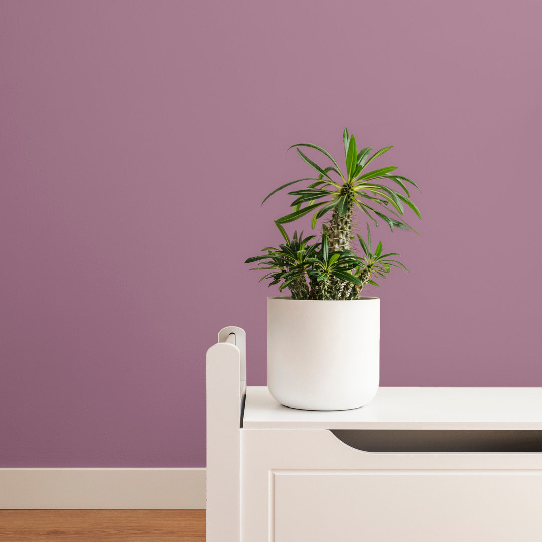 Living room decorated in Plum Tree, a violet paint from Zhoosh.