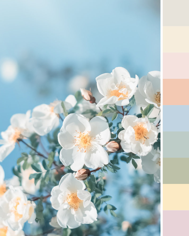 Step into Spring Sample Collection